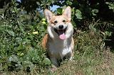 CORGI PEMBROKE 016